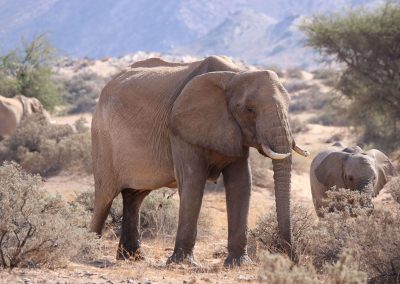 Elephants du Désert Damaraland