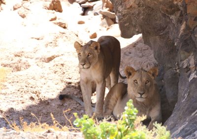 Lions du Désert Damaraland