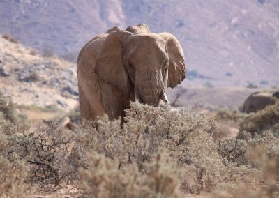 Elephants du Désert dans le Damaraland