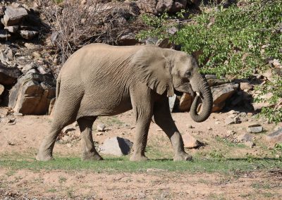 Elephant dans la concession d'Hobatere