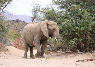 Elephant du désert à Huab River