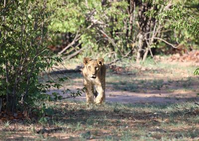 Jeune lion curieux dans la concession d'Hobatere