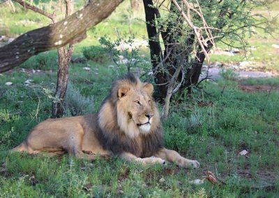 Lion près de Elephant Camp à Erindi