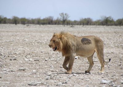 Lion près d'un point d'eau à Etosha parc