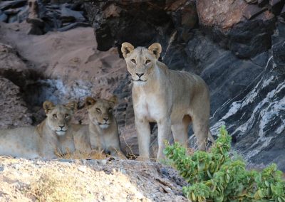 Lions du désert observés dans un lit de rivière du Damaraland