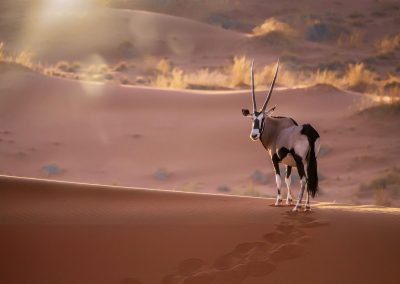 Oryx au levé du soleil dans la réserve du Namib Rand
