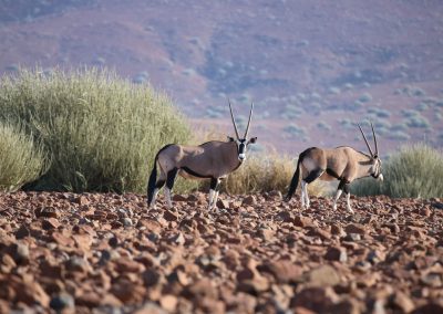 Oryx qui marchent dans la concession de Palmwag