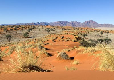 Paysage du Tok Tokkie trail dans la réserve du Namib Rand