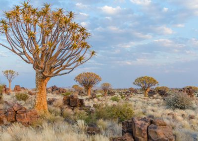 Forêt de Quiver Tree près Keetmanshoop dans le Sud de la Namibie