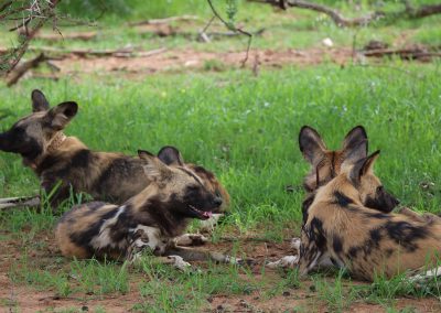 Lycaon pictus ou chien sauvage africain couché dans l'herbe à Erindi private reserve