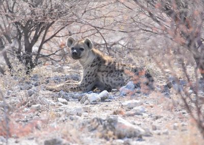 Hyène dans le parc national d'Etosha