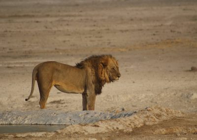 Lion près d'un point d'eau à Etosha National park